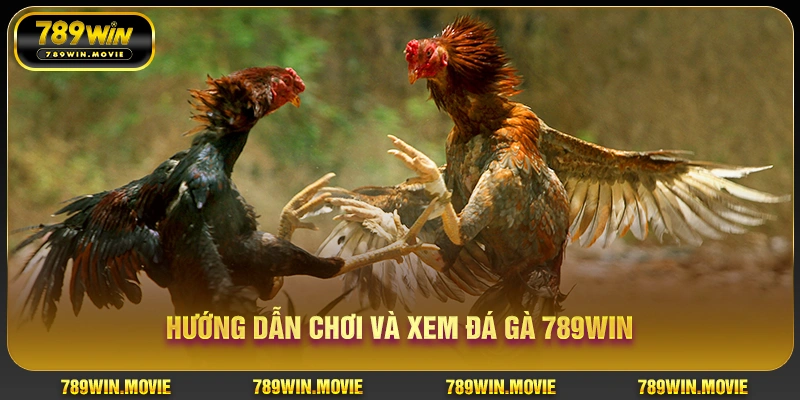 Hướng dẫn chơi và xem đá gà KU88