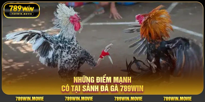 Những điểm mạnh có tại sảnh đá gà KU88